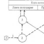 Как происходит передача информации от рецептора в мозг?